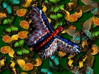 /album/galleria-foto/farfalla-fra-le-farfalle-jpg1/